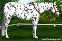 Horse Color:Black Appaloosa