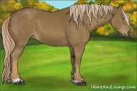 Horse Color:Chocolate Palomino Sabino 