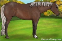 Horse Color:Silver Bay 