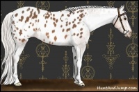 Horse Color:White Spotted Silver Brown Appaloosa 