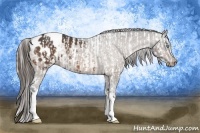 Horse Color:Cremello Appaloosa and Buckskin Appaloosa