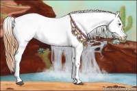 Horse Color:Buckskin Appaloosa 