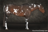 Horse Color:White Spotted Liver Chestnut 