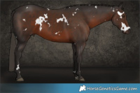 Horse Color:White Spotted Liver Chestnut 