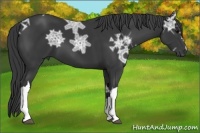 Horse Color:Black Ice