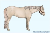 Horse Color:Palomino Pearl