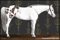 Horse Color:Liver Chestnut Appaloosa 