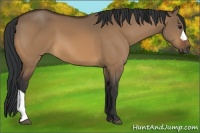 Horse Color:Bay Dun