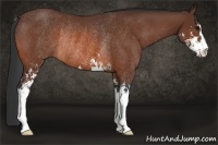 Horse Color:Bay Sabino Rabicano