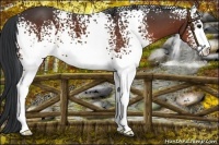 Horse Color:White Spotted Bay Sabino