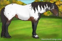 Horse Color:Brown Appaloosa