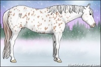 Horse Color:Bay Roan Appaloosa 