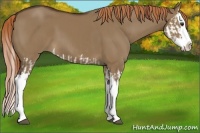 Horse Color:Liver Red Dun Splash  and Liver Red Dun Splash 