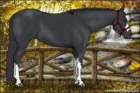 Horse Color:Black 