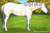 Horse Color:Buckskin Dun Splash Tobiano Rabicano