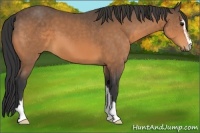 Horse Color:Buckskin Sabino