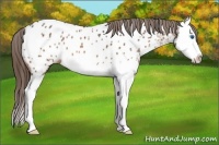 Horse Color:Buckskin Splash Appaloosa 