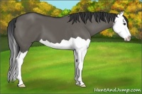 Horse Color:Grullo Splash 