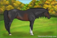 Horse Color:Brown 