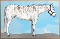 Horse Color:White Spotted Bay Sabino Splash Frame Rabicano  and White Spotted Liver Red Dun Frame Appaloosa 
