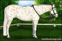 Horse Color:Palomino Near Leopard  and Palomino Splash Near Leopard 