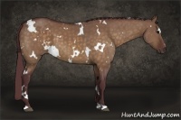 Horse Color:White Spotted Chocolate Bay Dun 