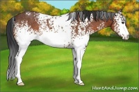 Horse Color:White Spotted Bay Rabicano