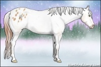 Horse Color:Amber Champagne Sabino Appaloosa Rabicano