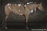 Horse Color:White Spotted Liver Red Dun 