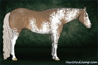 Horse Color:White Spotted Silver Buckskin 