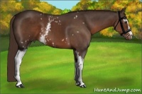 Horse Color:White Spotted Liver Chestnut 