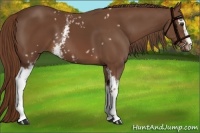 Horse Color:White Spotted Chestnut Sabino 