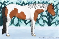 Horse Color:Bay Tobiano 