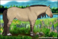 Horse Color:Liver Red Dun Sabino Rabicano 