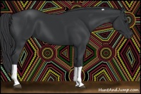 Horse Color:Black Tobiano 
