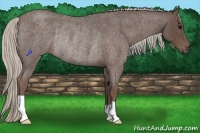 Horse Color:Silver Blue Roan Rabicano 