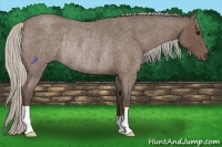 Horse Color:Silver Blue Roan Rabicano