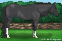 Horse Color:Blue Roan 