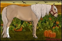 Horse Color:Palomino 