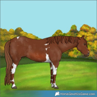 Horse Color:Chestnut Tobiano 