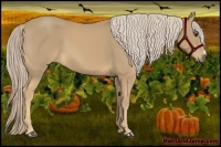 Horse Color:Palomino