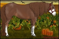 Horse Color:Chestnut Sabino 