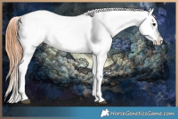 Horse Color:Grullo Blanket 