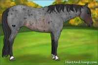 Horse Color:Brown Roan 