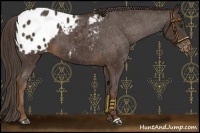 Horse Color:Liver Chestnut Appaloosa 