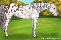 Horse Color:Bay Appaloosa