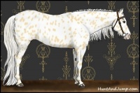 Horse Color:Palomino Near Leopard 