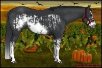 Horse Color:Black Splash Frame and Black Splash Frame