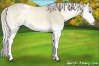 Horse Color:White Spotted Palomino Onyx 
