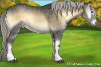 Horse Color:Chocolate Palomino Onyx